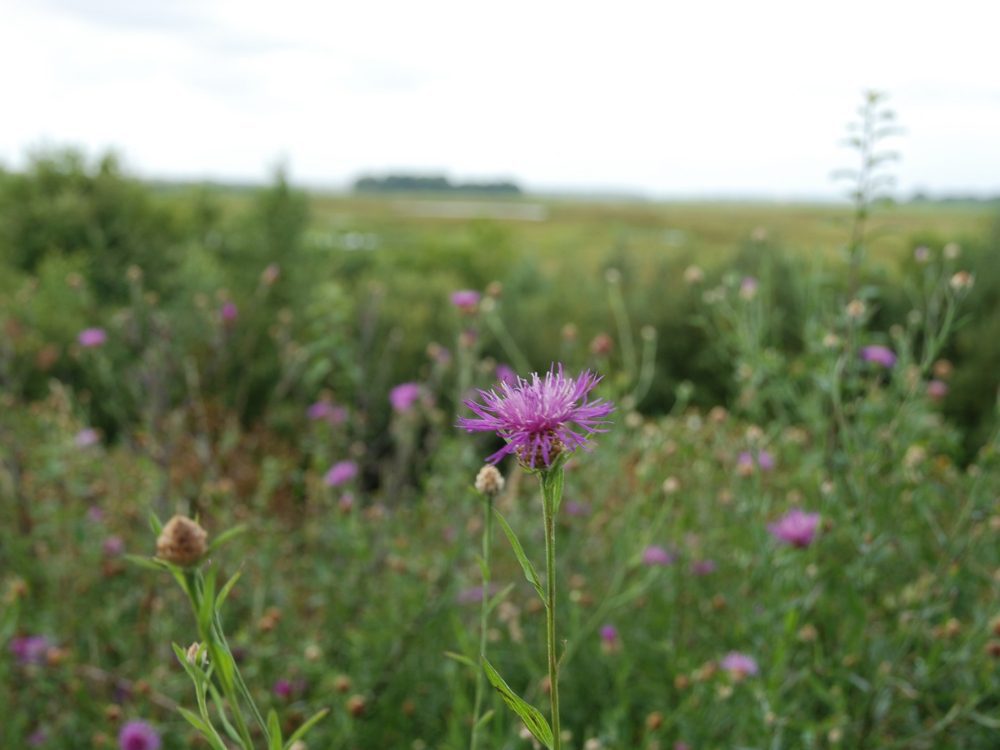Uitkijkheuvel Ryptsjerksterpolder