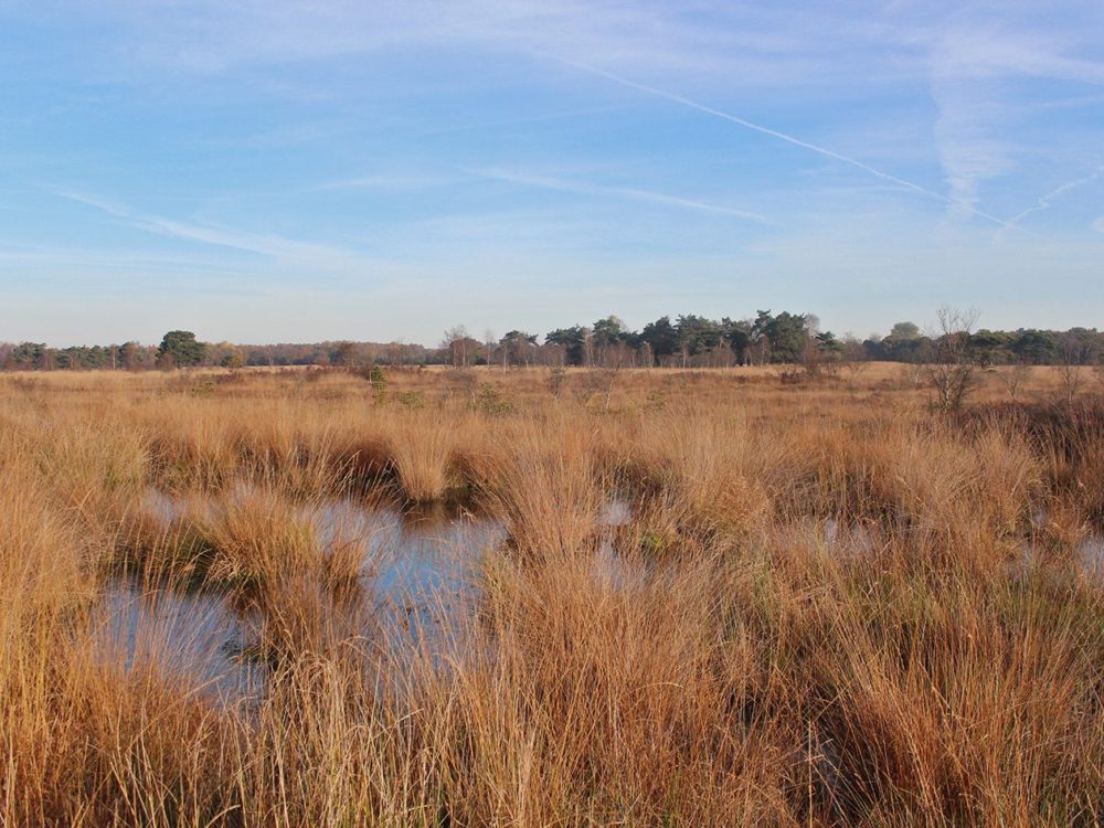 Delleboersterheide