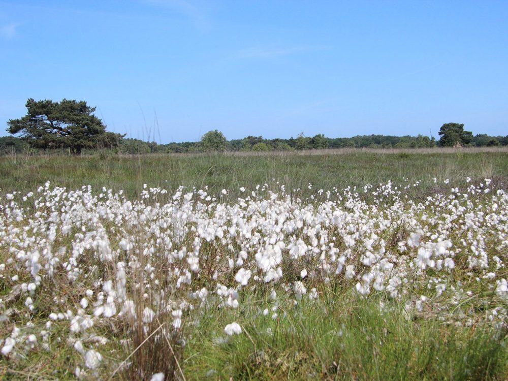 delleboersterheide