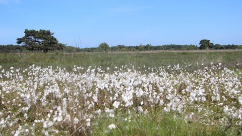Gebied: Delleboersterheide