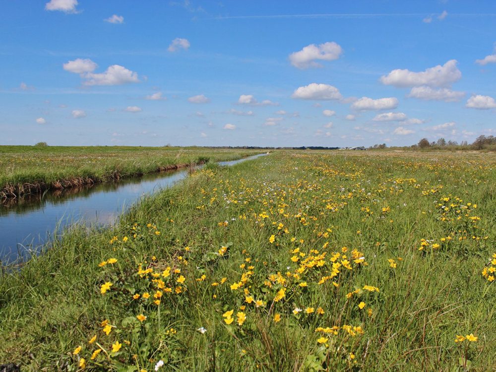 dotterbloem hooiland