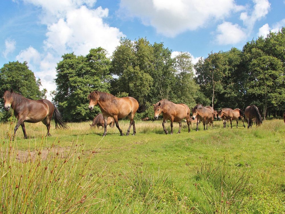 Exmoorpony Delleboersterheide