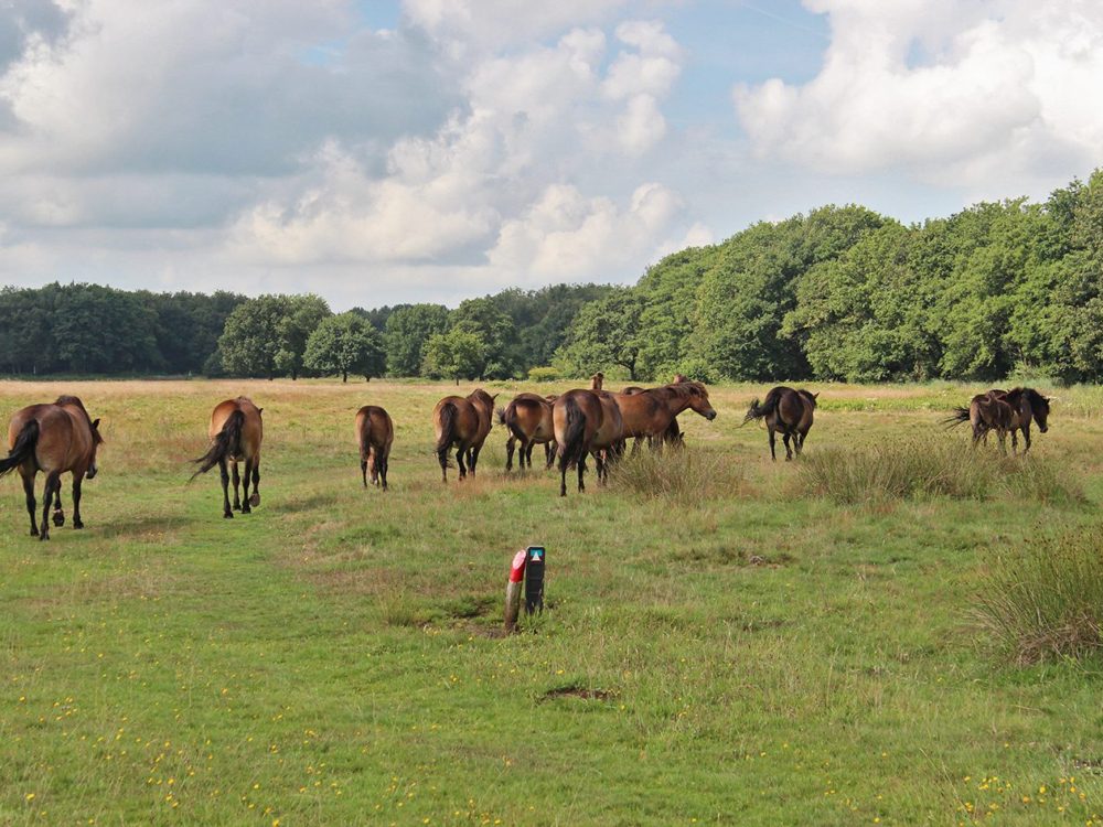 Exmoorpony Delleboersterheide