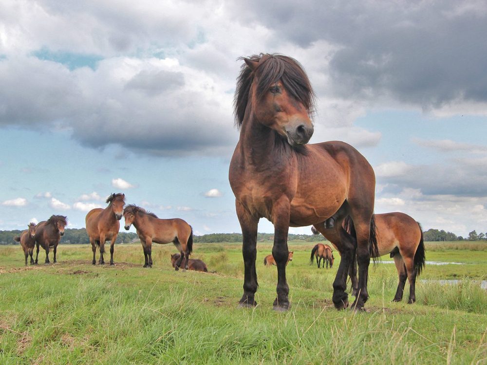 exmoorpony grutte wielen