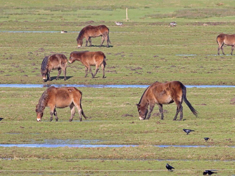 exmoorpony grutte wielen