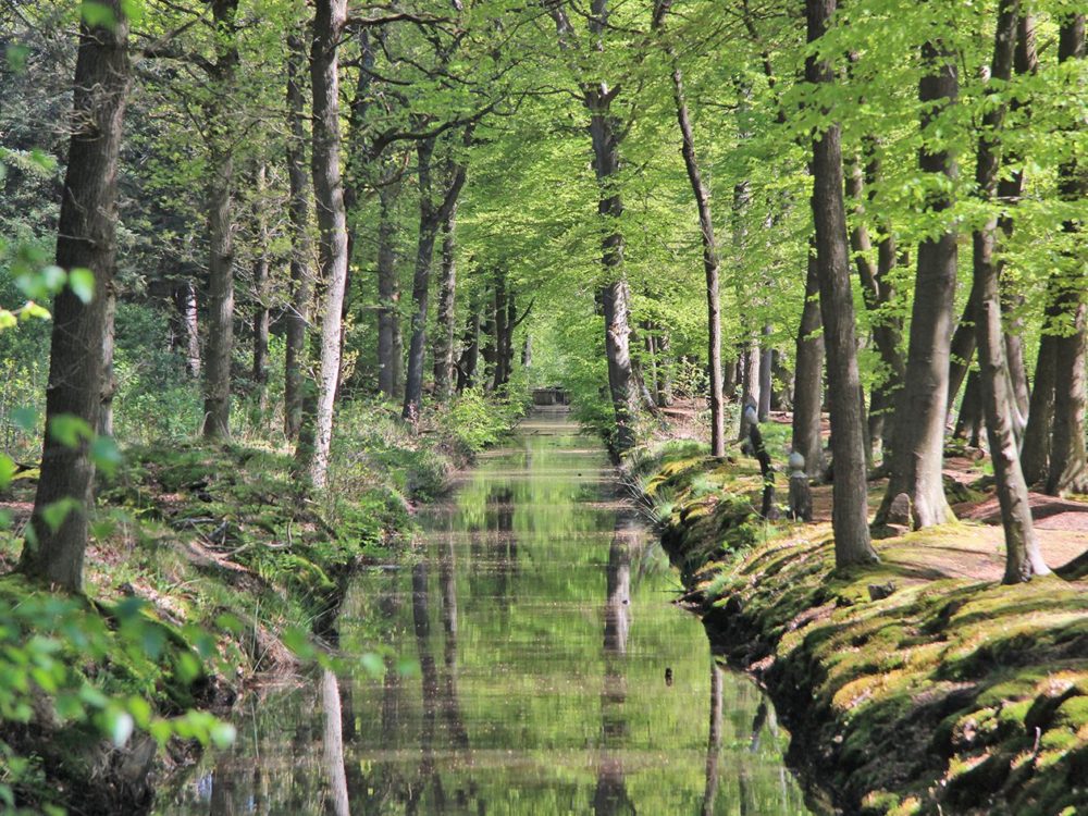 Freulegrêft rysterbosk