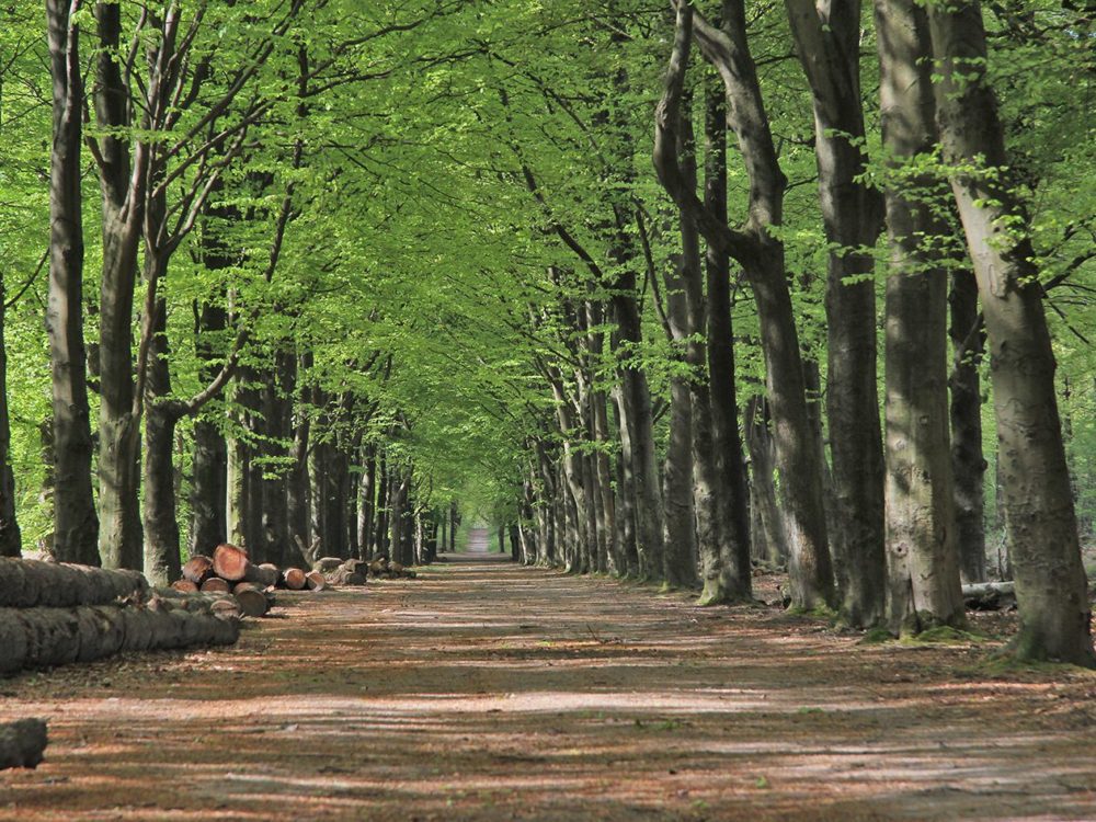 rysterbosk murnzerleane
