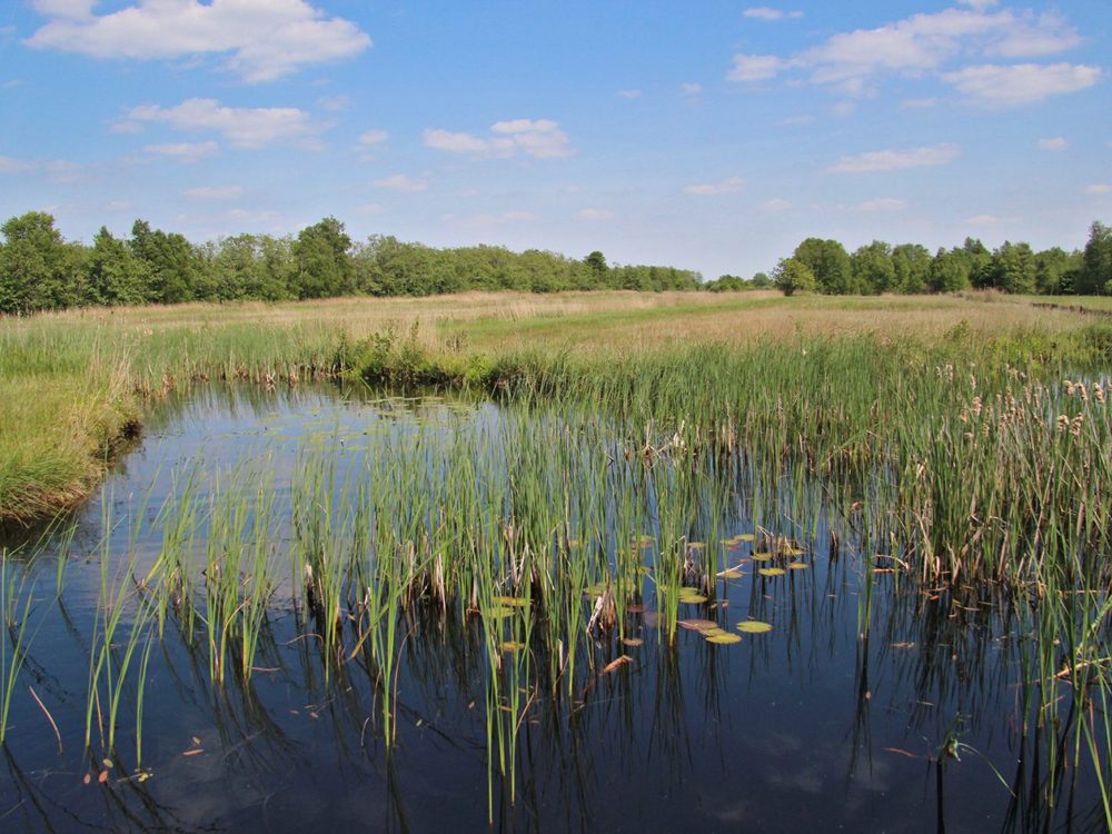 Ottema Wiersmareservaat butefjild