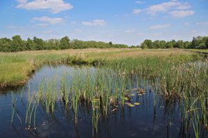 Ottema Wiersmareservaat butefjild