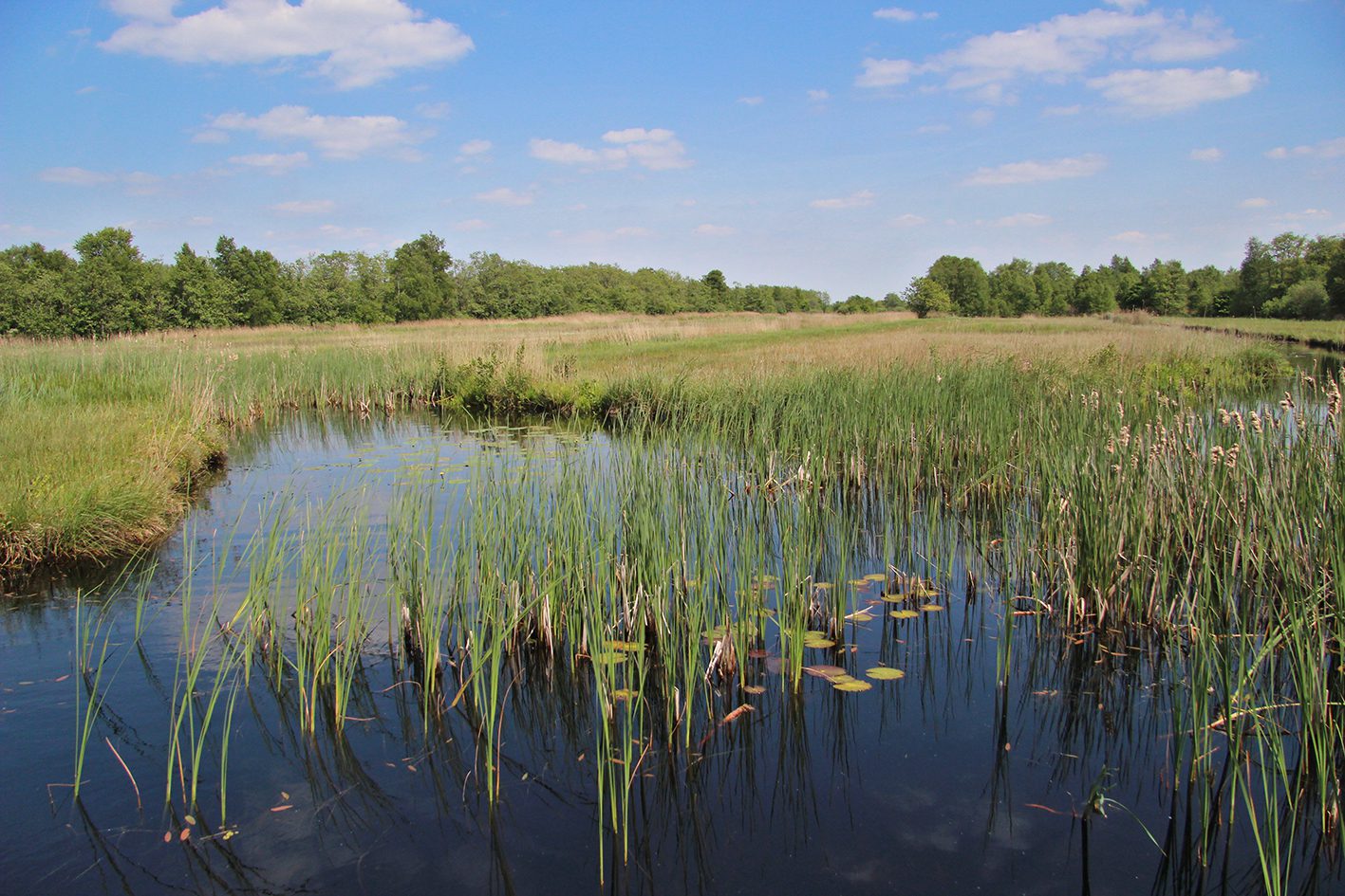 Ottema Wiersmareservaat butefjild