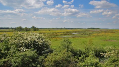 Uitzichtheuvel Ryptsjerksterpolder