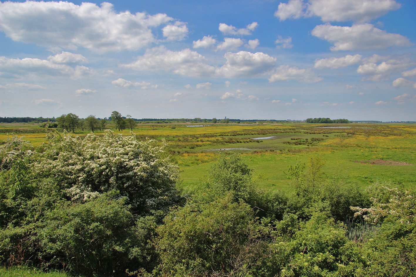 Uitzichtheuvel Ryptsjerksterpolder