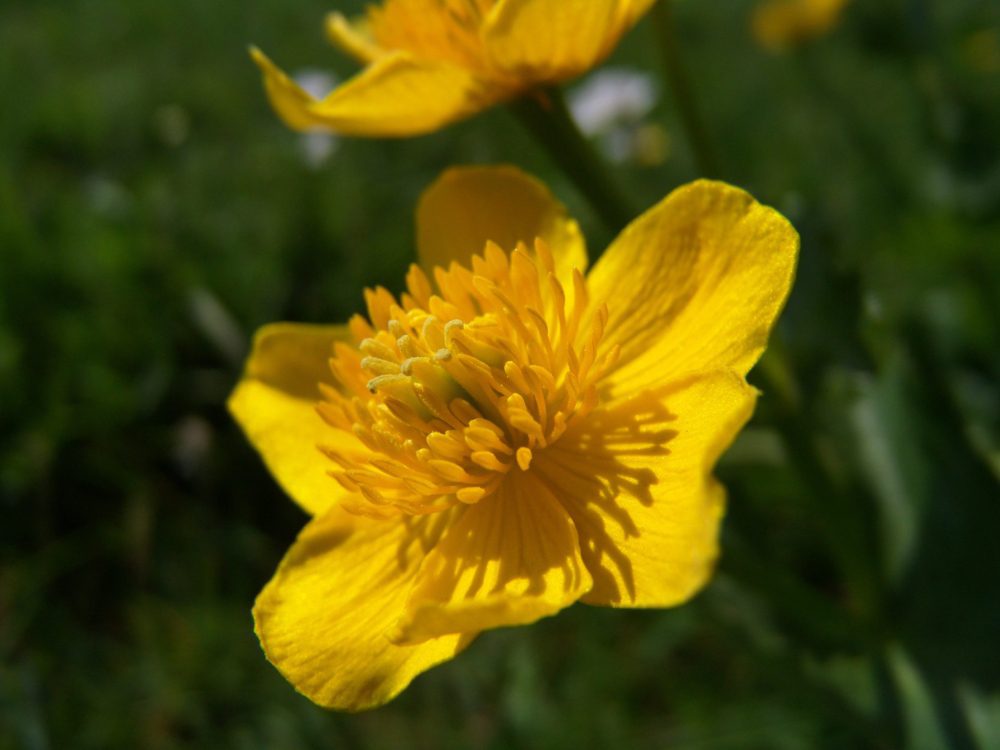 dotterbloem