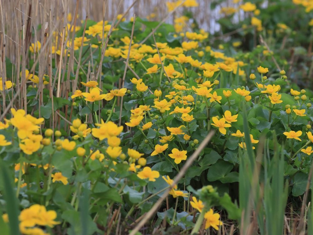 dotterbloem