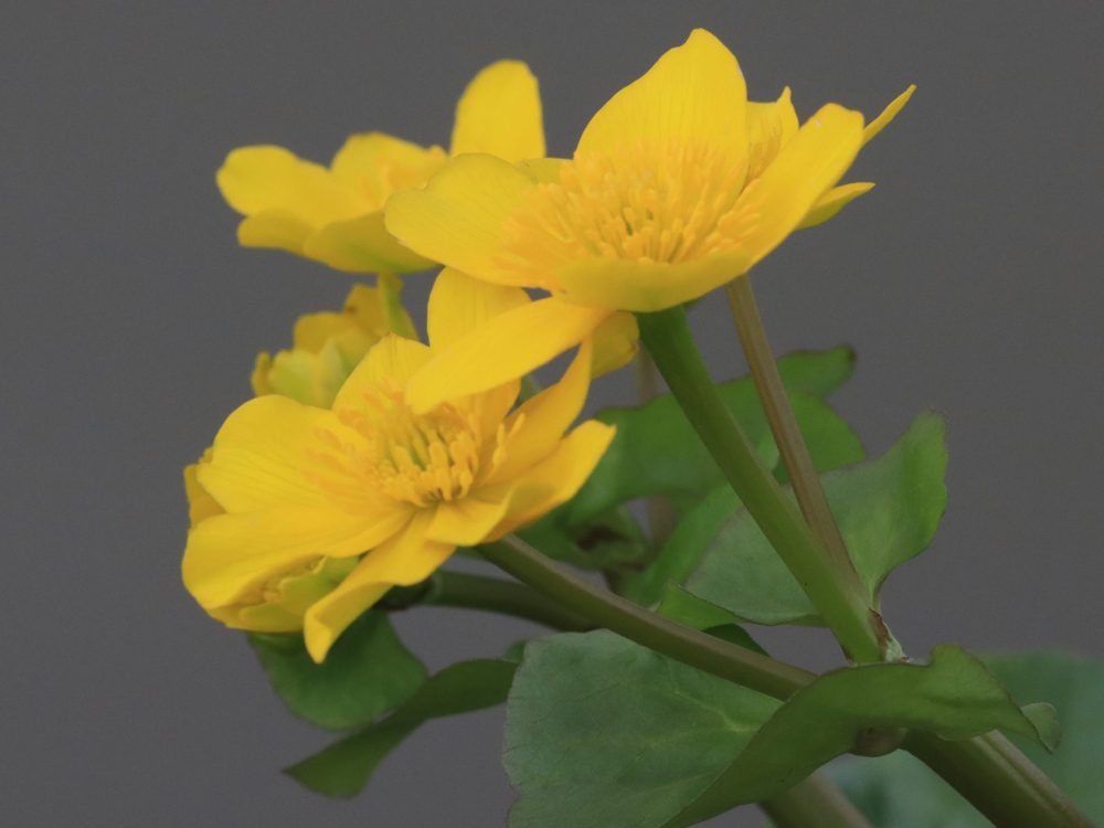 dotterbloem