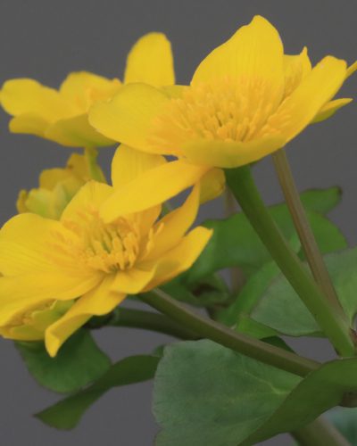 dotterbloem