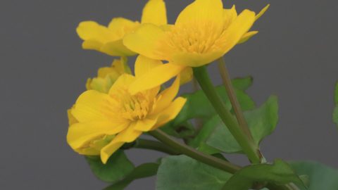 Flora en fauna: Dotterbloem
