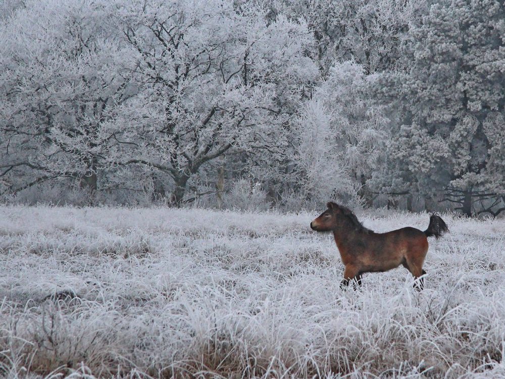 exmoorpony