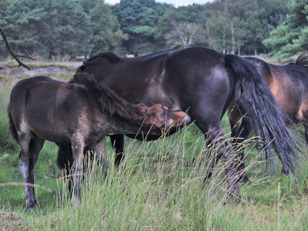 exmoorpony