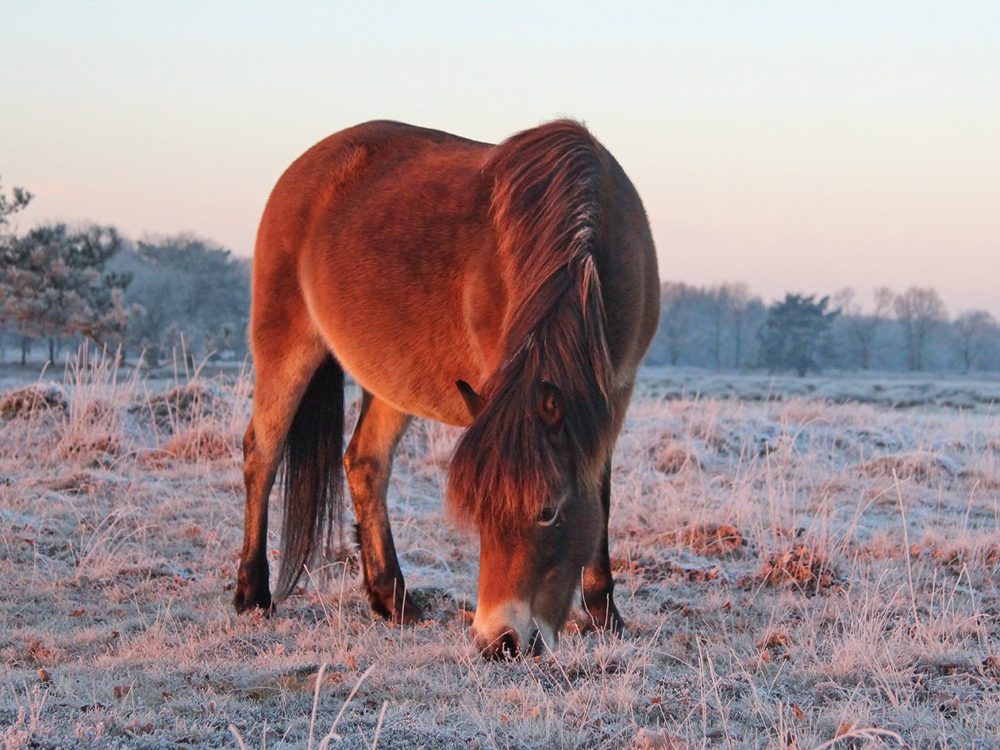 exmoorpony