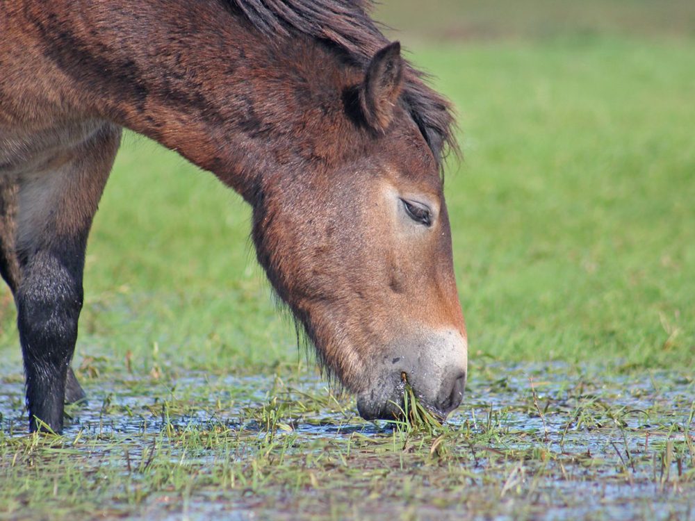 exmoorpony