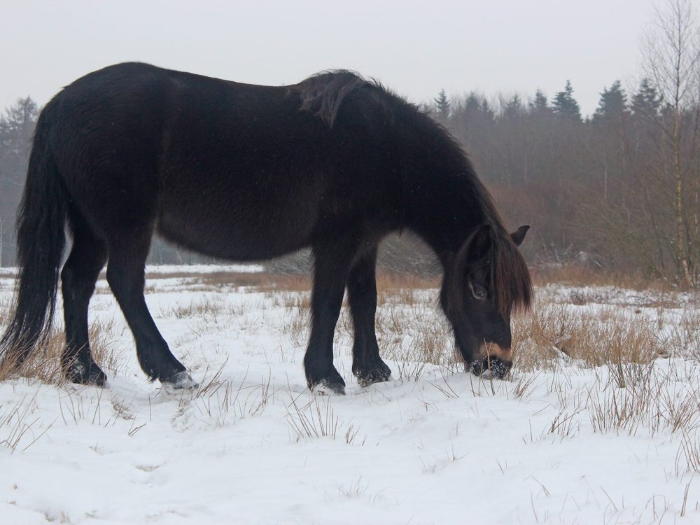 exmoorpony