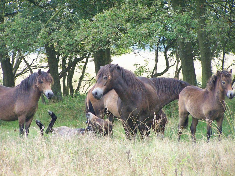 exmoorpony