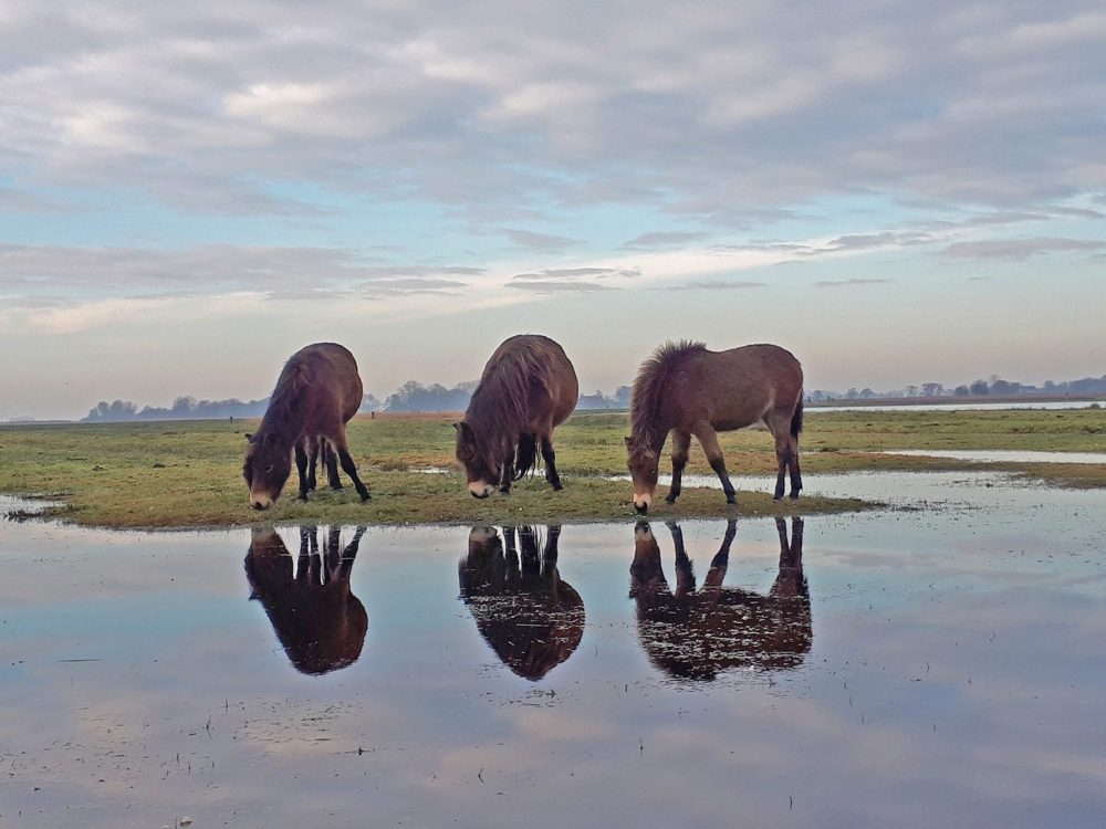 exmoorpony