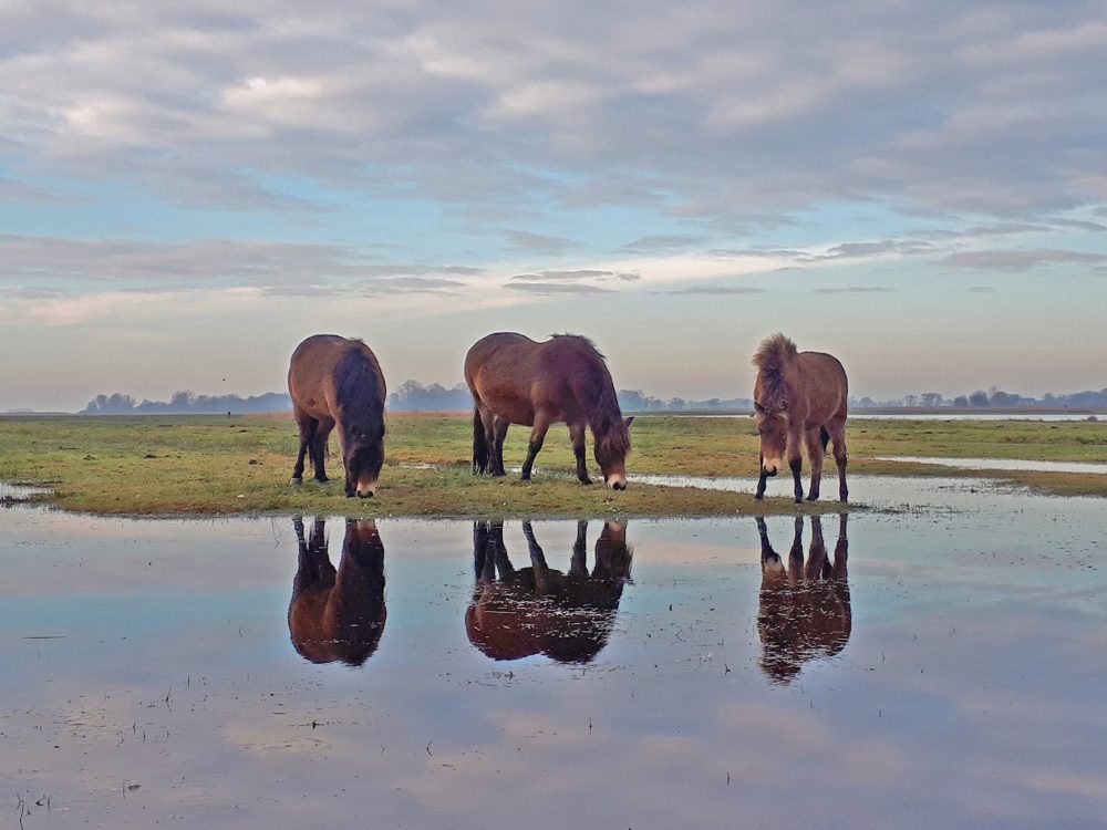 ryptsjerksterpolder exmoorponys
