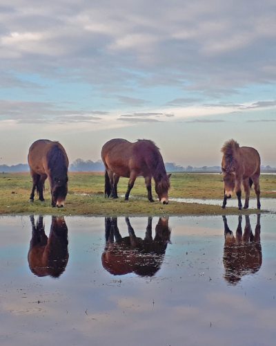 ryptsjerksterpolder exmoorponys
