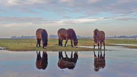 Flora en fauna: Exmoorpony’s