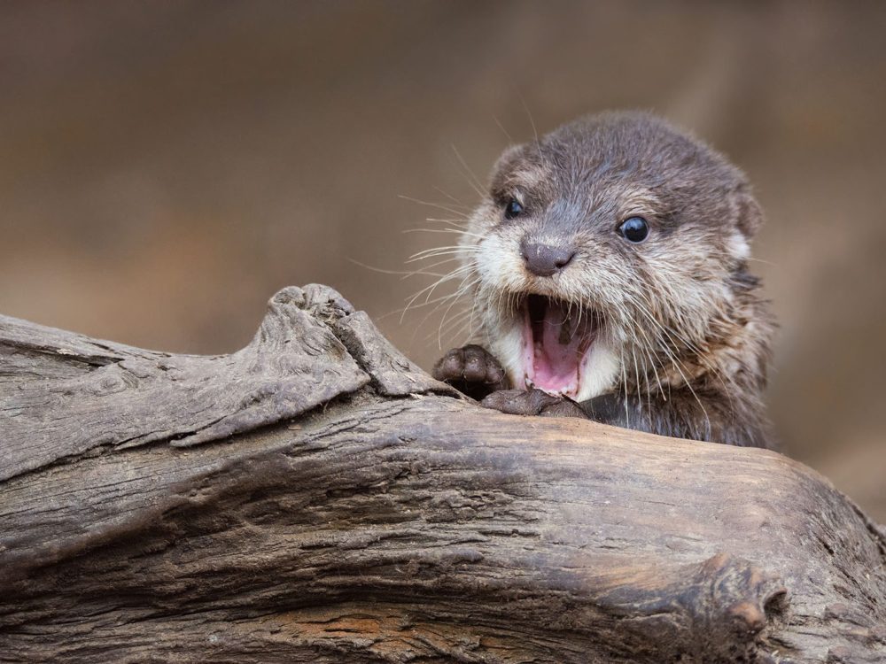 otter baby