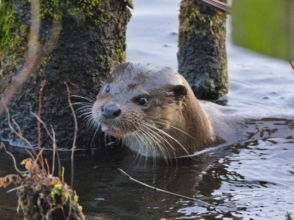 otter