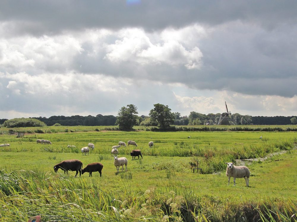 ryptsjerksterpolder zomer