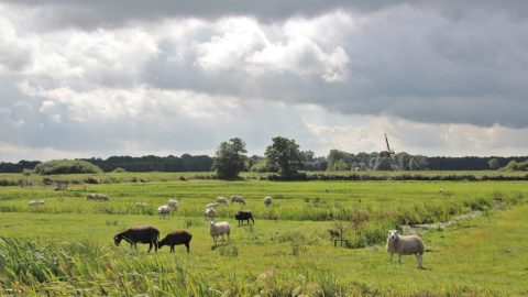 Gebied: Ryptsjerksterpolder