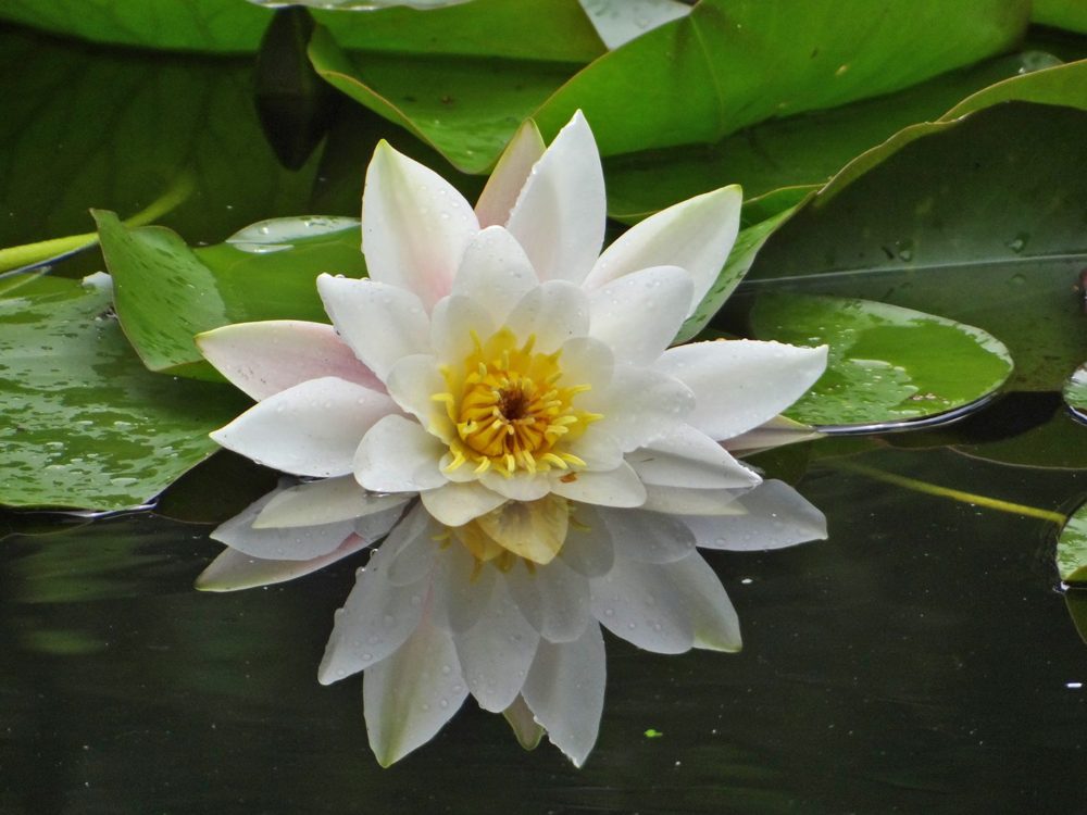 waterlelie