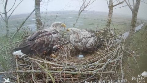 Bericht: Zeearenden in De Alde Feanen - een terugblik
