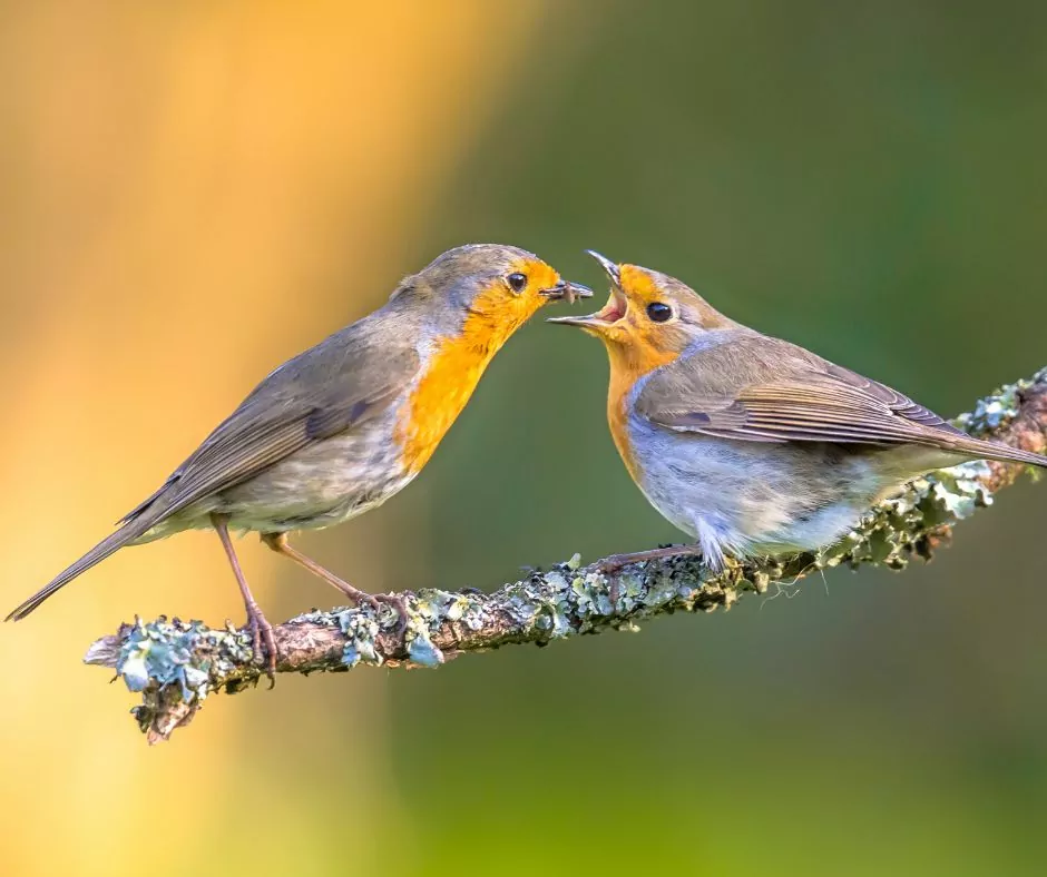 roodborst