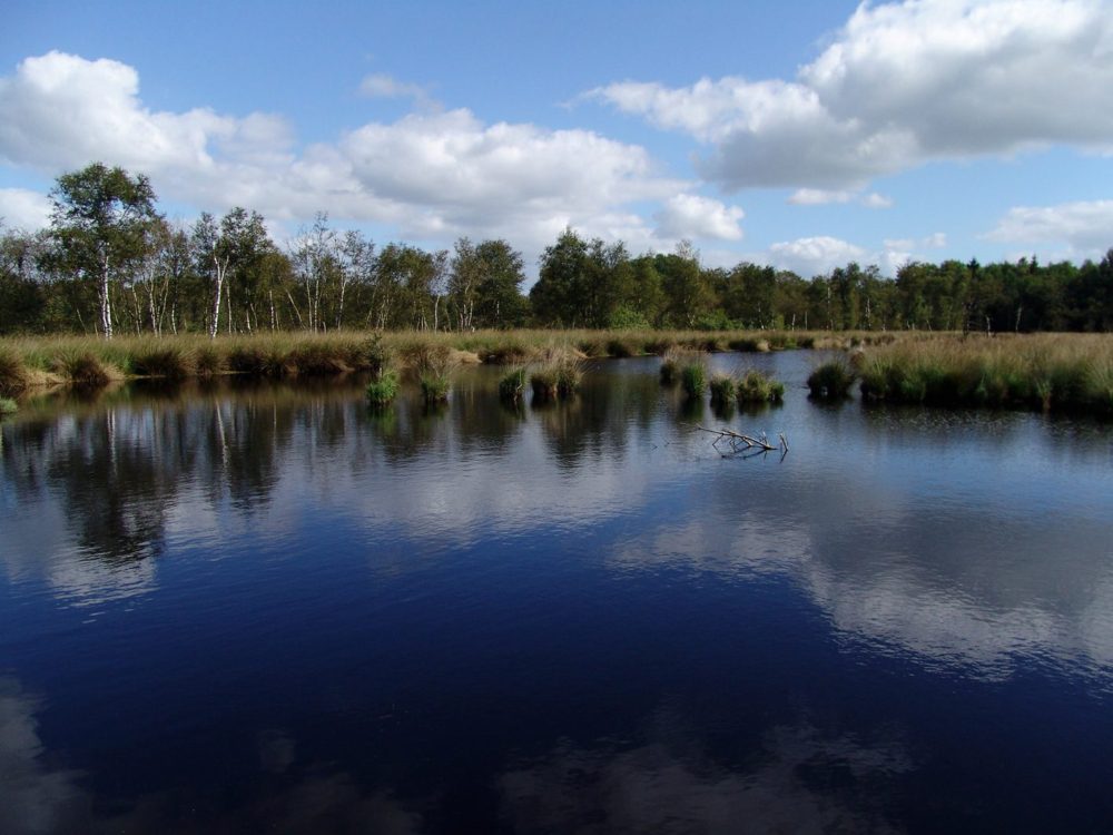 liphusterheide