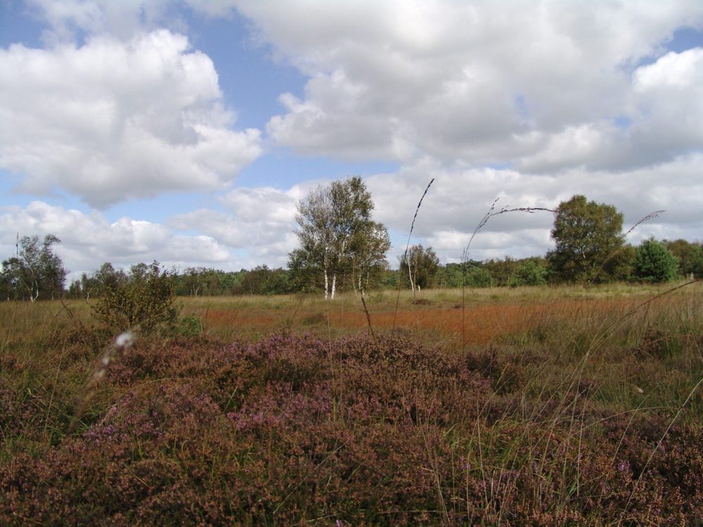 liphusterheide