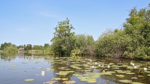 Gebied: De Alde Feanen