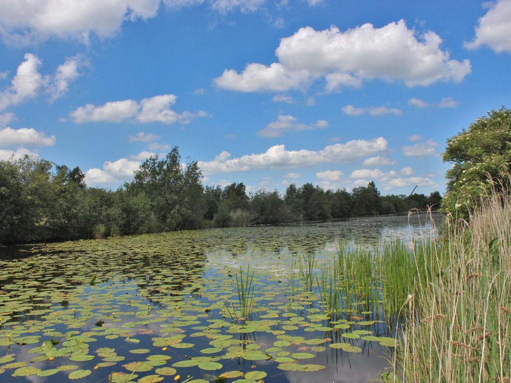 bonnebuskepetten petgatten de feanhoop