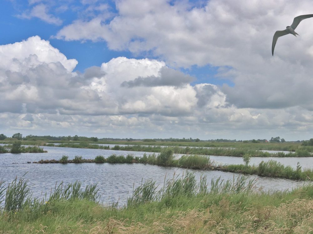 butendiken faunapassage petgatten de feanhoop