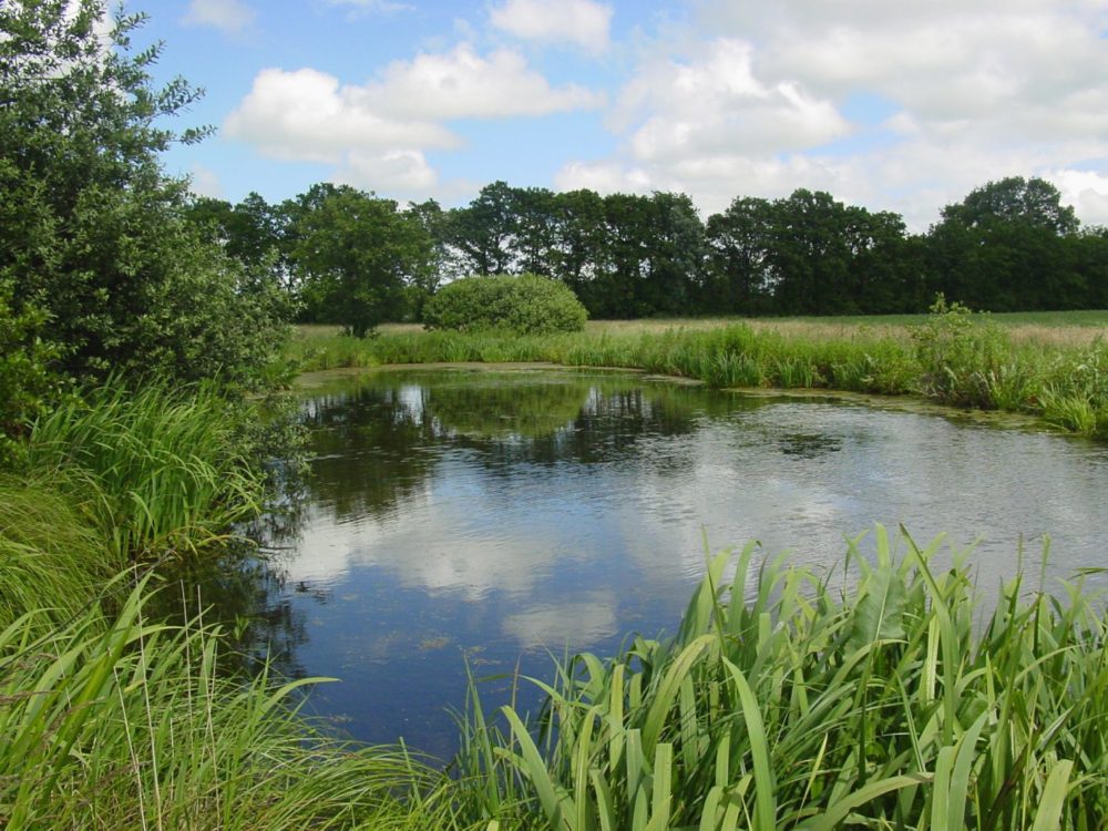 Dobben Hurdegarypsterwarren