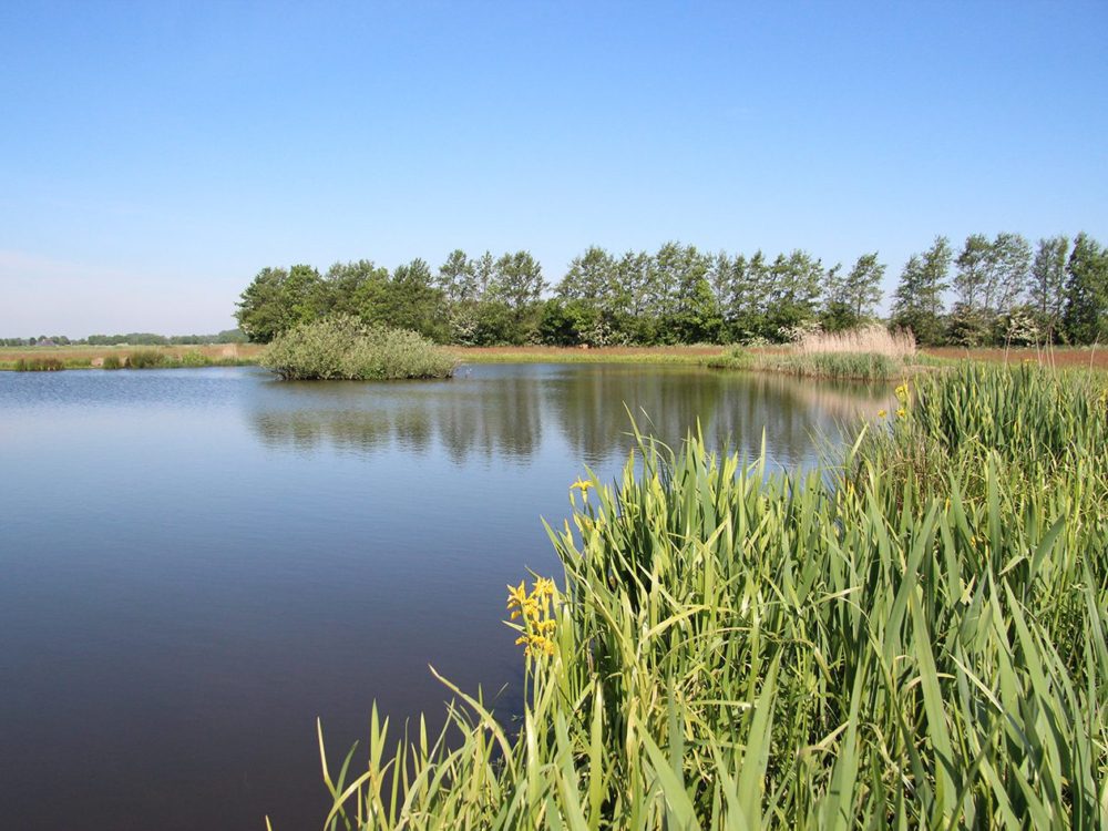 Dobben Hurdegarypsterwarren