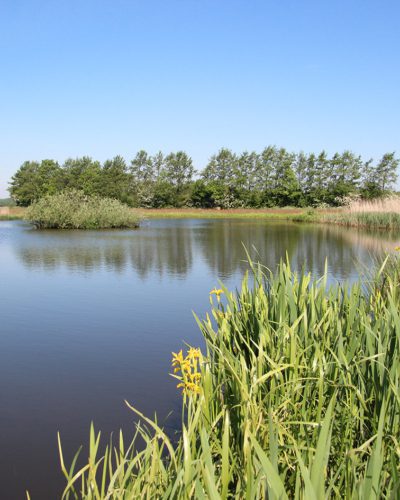 Dobben Hurdegarypsterwarren