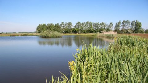 Gebied: Dobben Hurdegarypsterwarren
