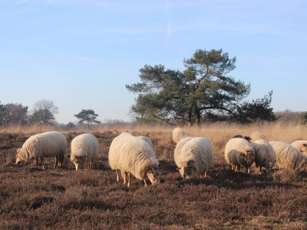 drentse heideschapen