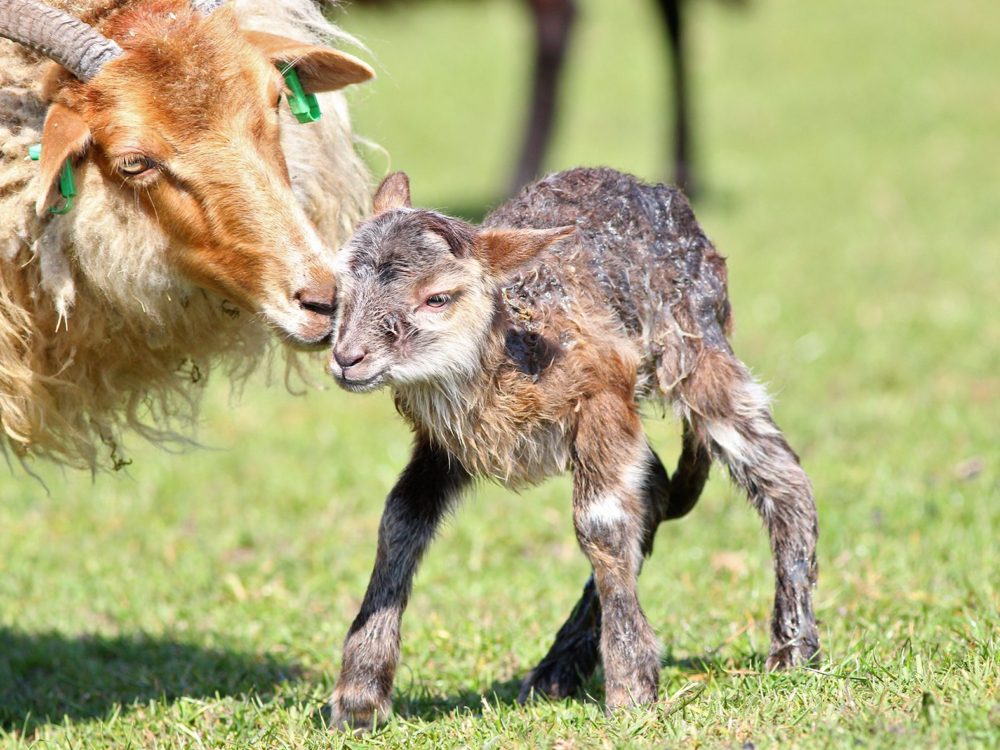 drentse heideschapen