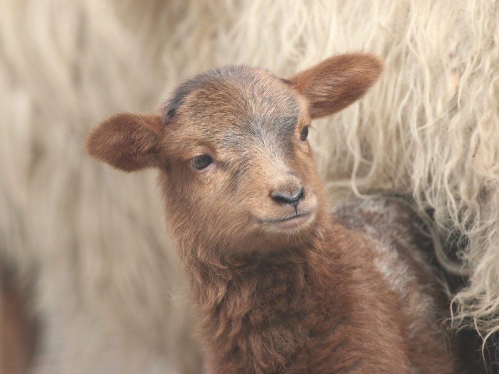 drentse heideschapen